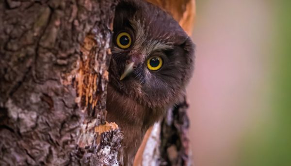 Toisen tapahtuman nimi